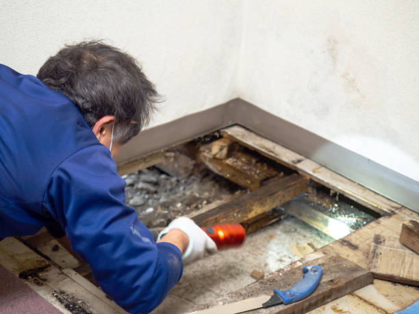 Best Professional Mold Removal  in Lead, SD