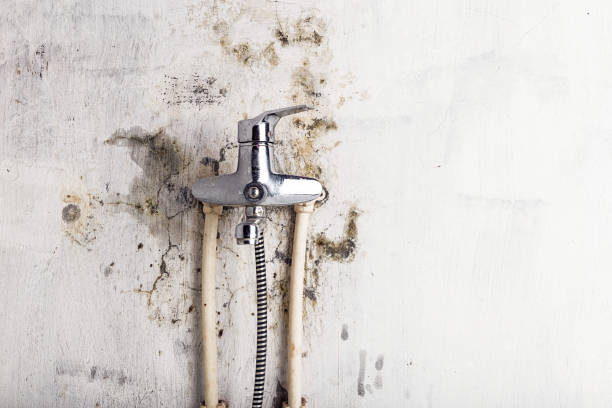 Best Mold Removal Specialists  in Lead, SD