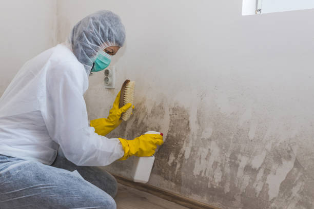 Best Office Mold Removal Services  in Lead, SD