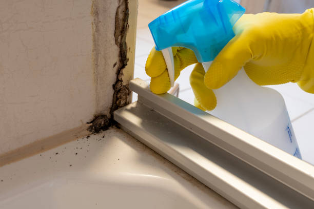  Lead, SD Mold Removal Pros