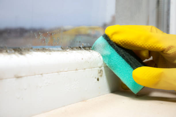 Best Mold Testing  in Lead, SD